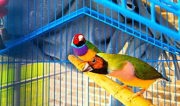 house-trained-lady-gouldian-finch-for-sale