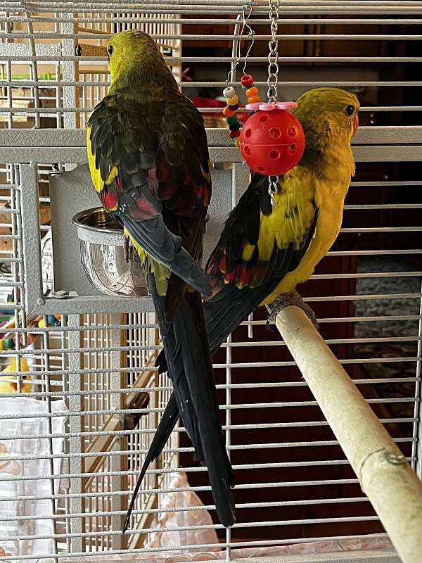 parrot-for-sale