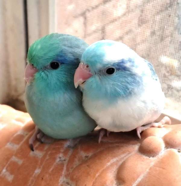 pacific-parrotlet-for-sale-in-dade-city-fl