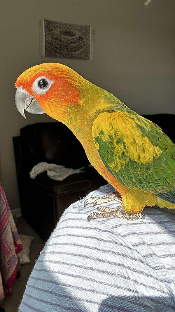 sun-conure-for-sale-in-fishers-in
