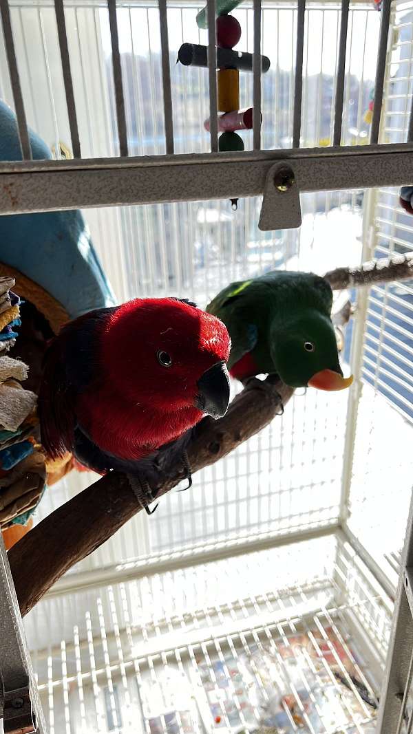eclectus-parrots-for-sale-in-mahopac-ny