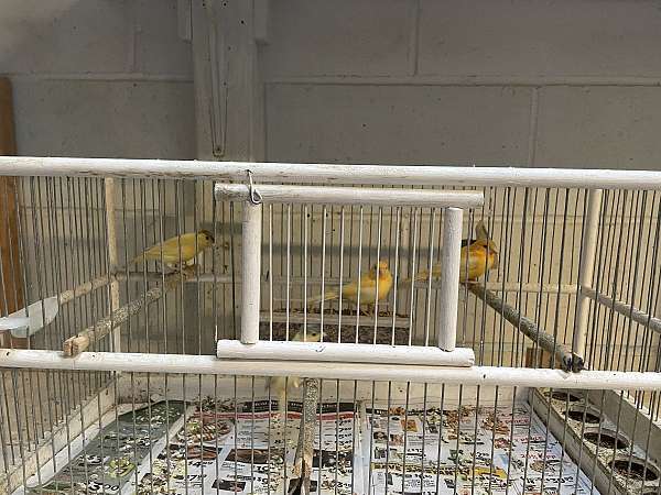 red-yellow-american-singer-canary-for-sale