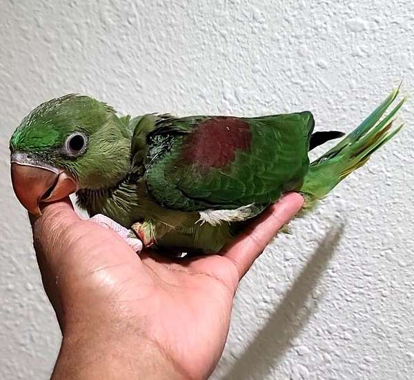 baby-adult-eclectus-parrots-for-sale