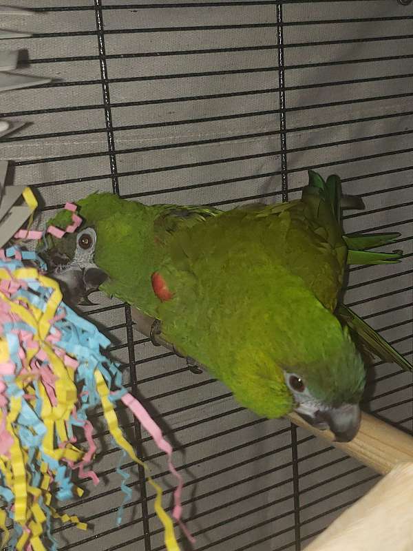 green-red-bird-for-sale-in-port-st-lucie-fl