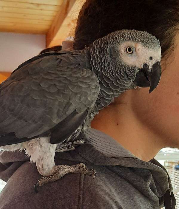 congo-african-grey-parrot-for-sale-in-brattleboro-vt