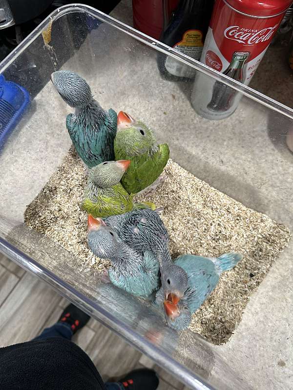 ringneck-parakeet-for-sale