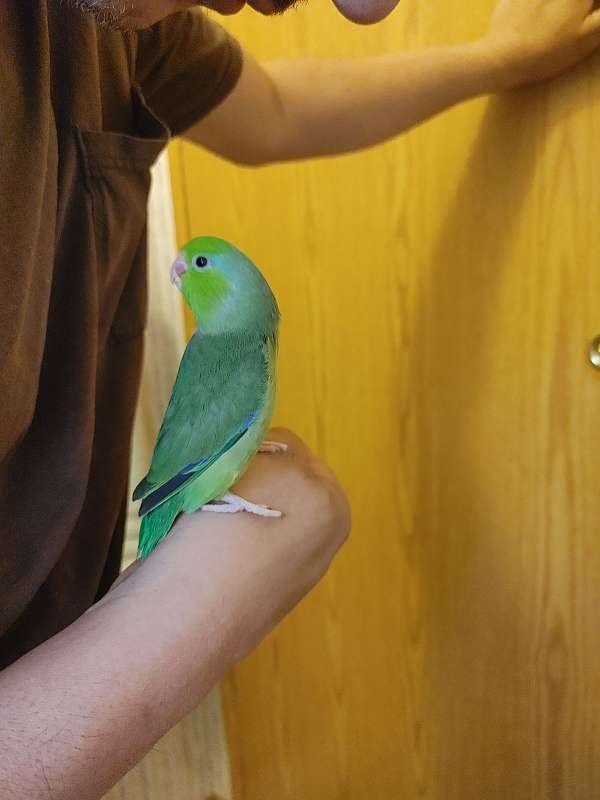 parrotlet-for-sale-in-middletown-pa