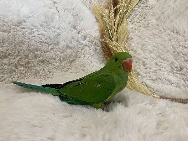green-ringneck-parakeet-for-sale