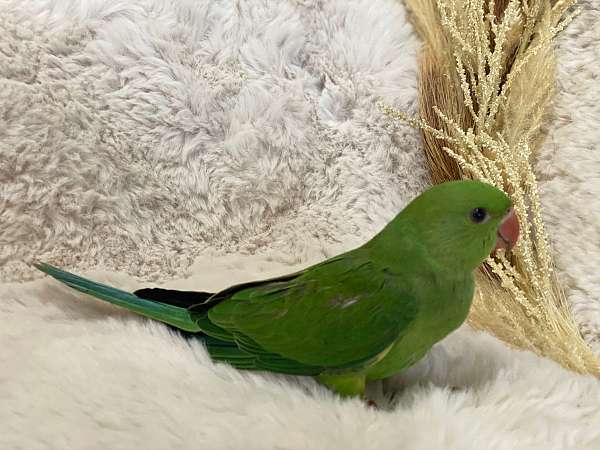 ringneck-parakeet-for-sale-in-north-port-fl