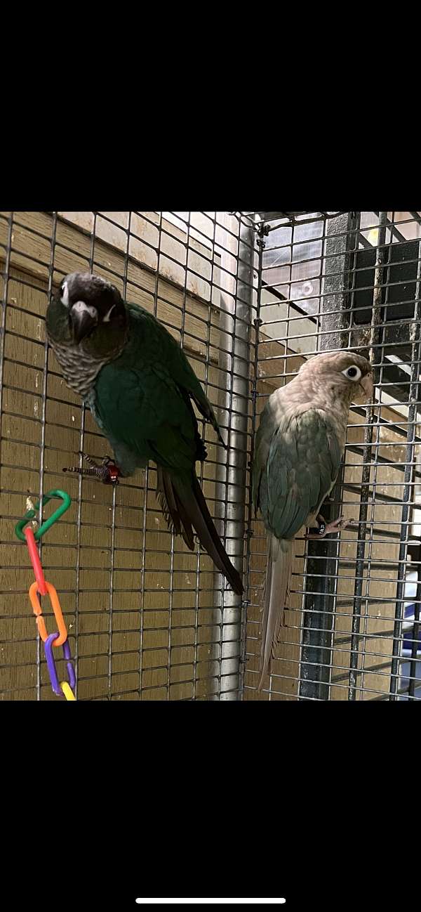 green-wing-macaw-for-sale-in-dundee-fl