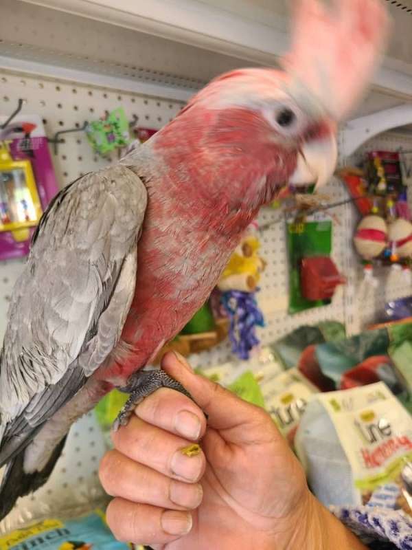 cockatoo-rose-breasted-cockatoo-for-sale-in-san-diego-ca
