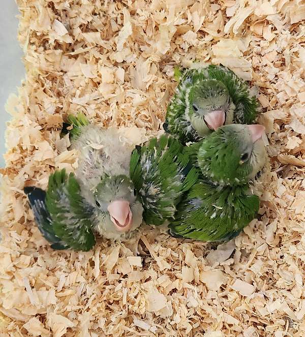 parrot-quaker-parrots-for-sale-in-manassas-va
