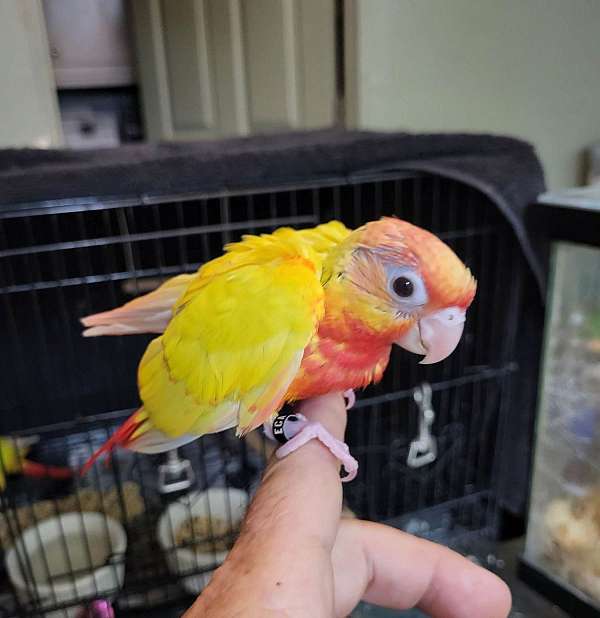 red-yellow-bird-for-sale-in-ward-ar