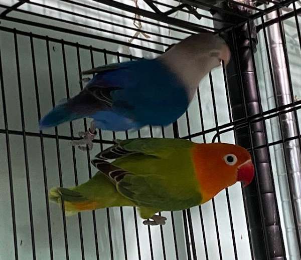 opaline-bonded-pair-cute-bird-for-sale