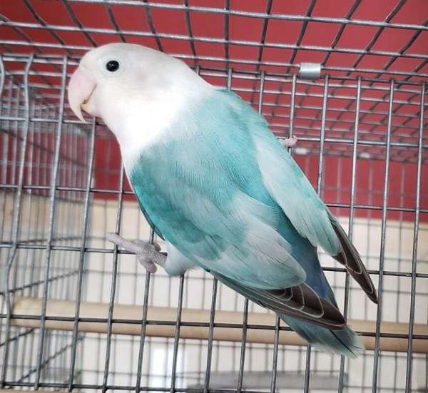 blue-white-bonded-pair-cute-bird-for-sale