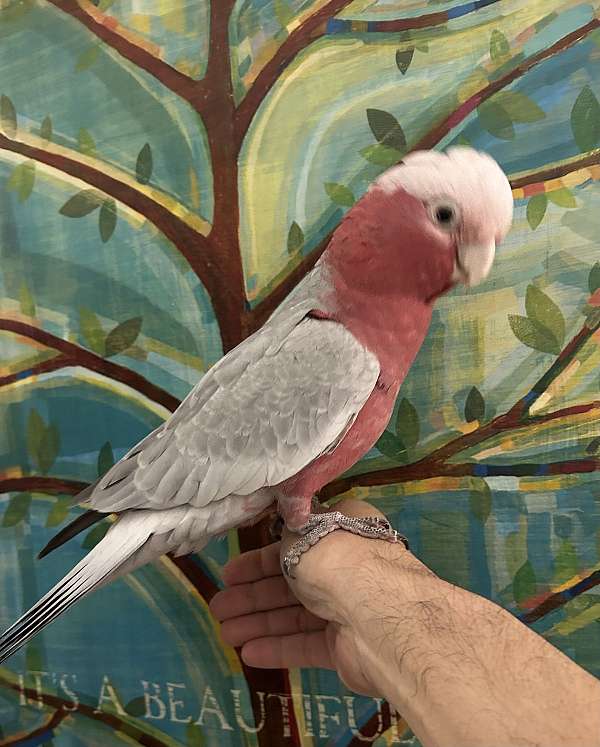 cockatoo-for-sale-in-columbia-md