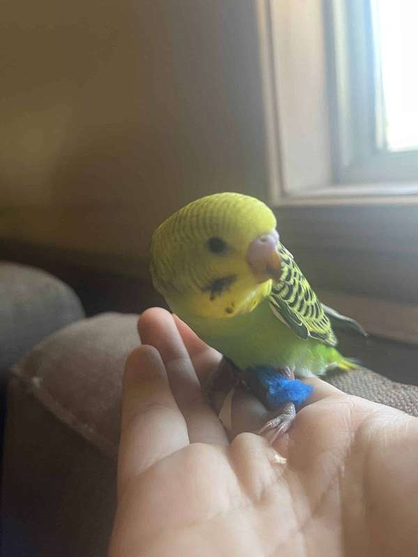 Baby Budgies