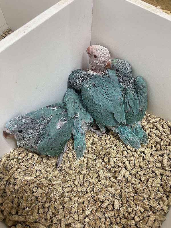 ringneck-parakeet-for-sale-in-naples-fl
