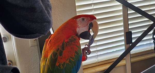 quiet-rare-macaw-for-sale