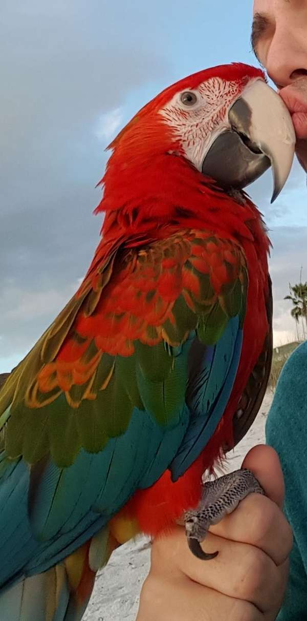hybrid-macaw-for-sale-in-st-pete-beach-fl