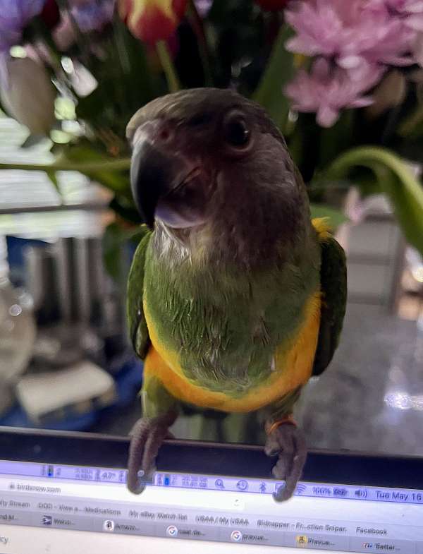 senegal-poicephalus-parrots-for-sale-in-stafford-va