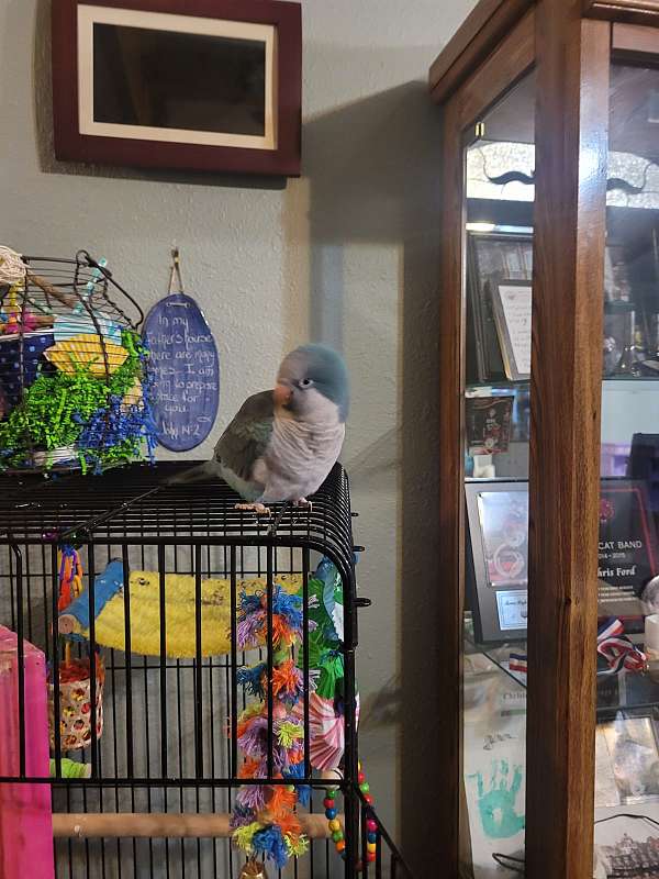 quaker-parrots-for-sale-in-mena-ar