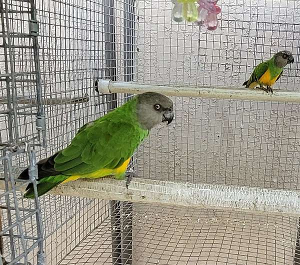 senegal-poicephalus-parrots-for-sale-in-miami-fl