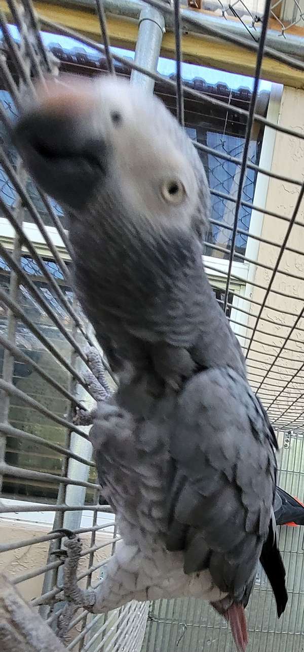african-grey-parrot-for-sale-in-miami-fl