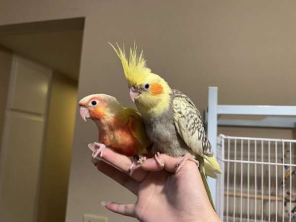 cockatiel-for-sale