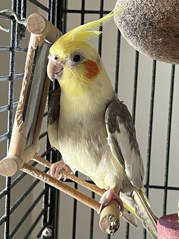 grey-yellow-bird-for-sale-in-frederick-md
