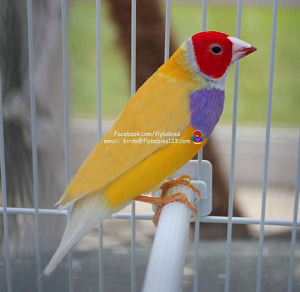 red-yellow-companion-pet-bird-for-sale