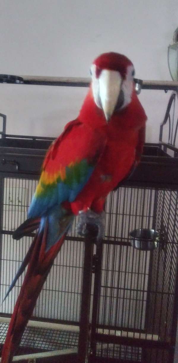 macaw-for-sale-in-vermont