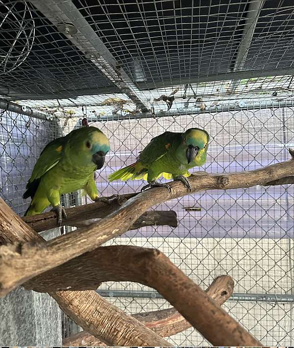 blue-front-amazon-parrot-for-sale