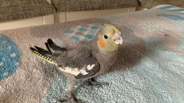 cockatiel-for-sale-in-hollywood-fl