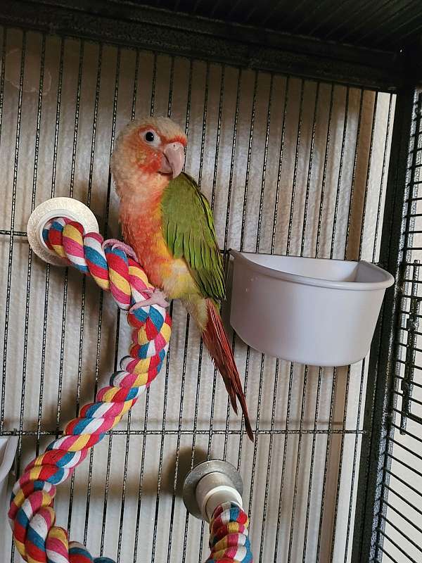 green-cheek-conure-for-sale-in-victorville-ca