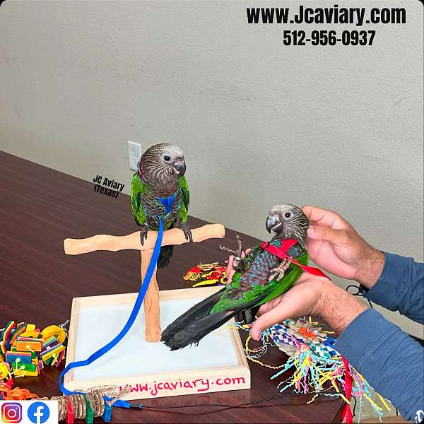 ringneck-parakeet-for-sale