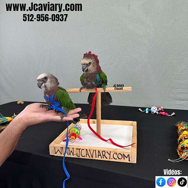 yellow-ringneck-parakeet-for-sale