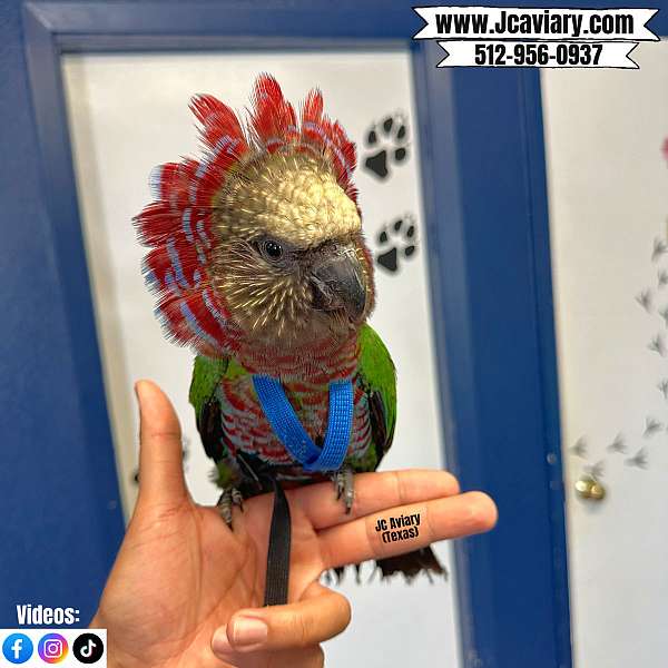 ringneck-parakeet-for-sale