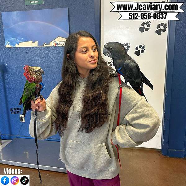 ringneck-parakeet-for-sale-in-austin-tx