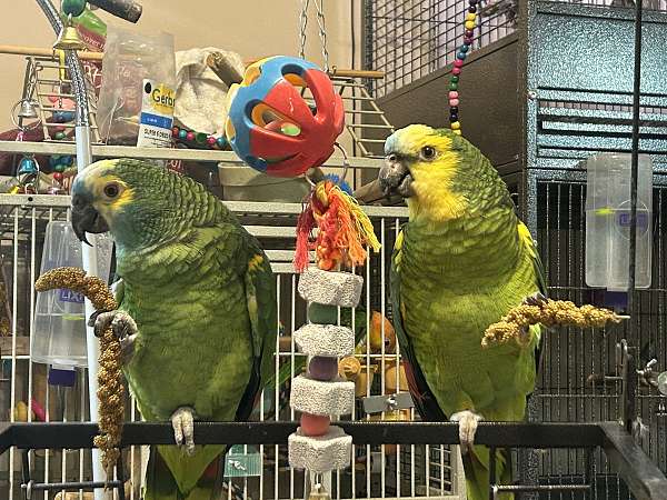 blue-front-amazon-parrot-for-sale-in-baltimore-md