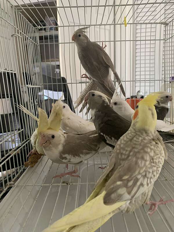 cockatiel-for-sale