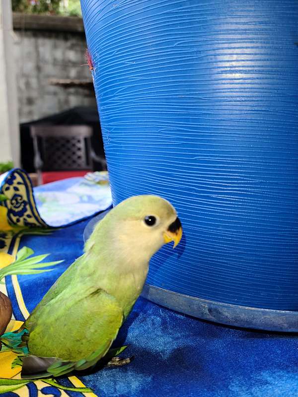 cute-pet-bird-for-sale-in-new-orleans-la