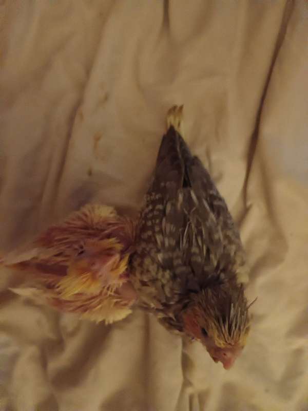 cockatiel-for-sale-in-manchester-ct