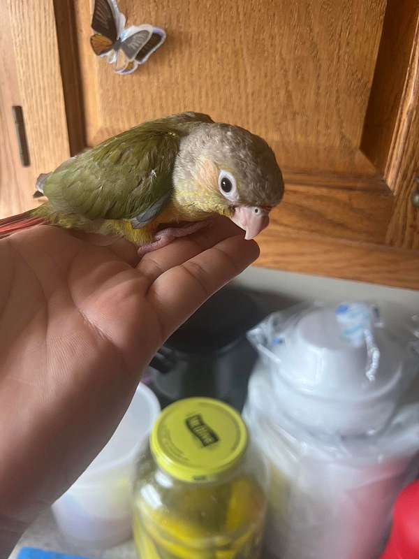conure-for-sale-in-manchester-ct
