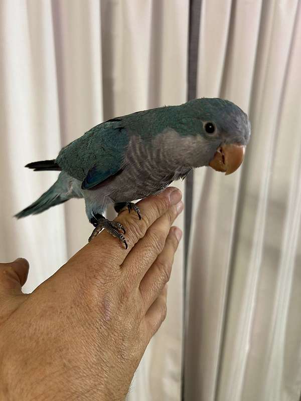 Cute Baby blue quaker parrot