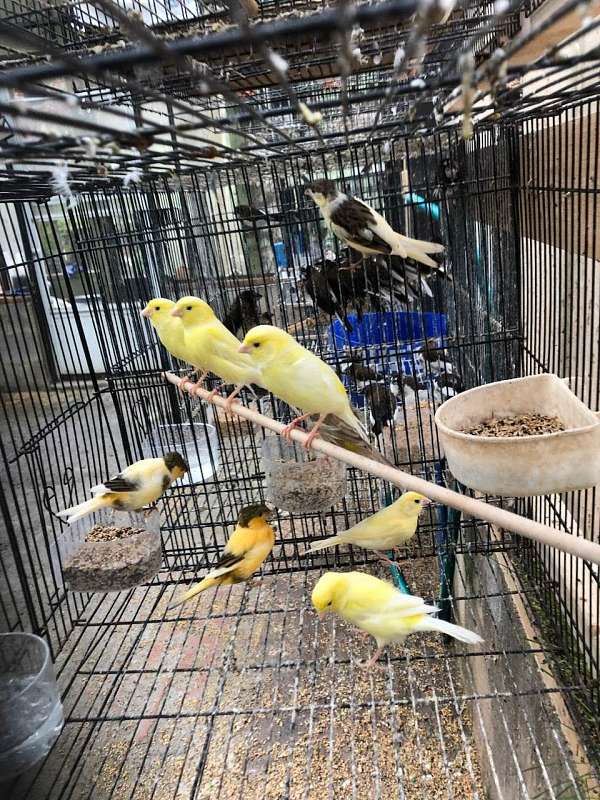 bird-for-sale-in-charlotte-nc