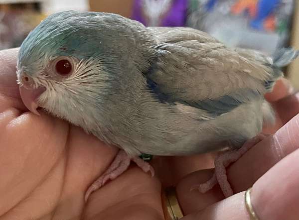 pacific-parrotlet-for-sale