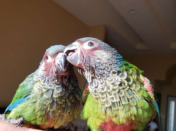 baby-painted-conure-for-sale