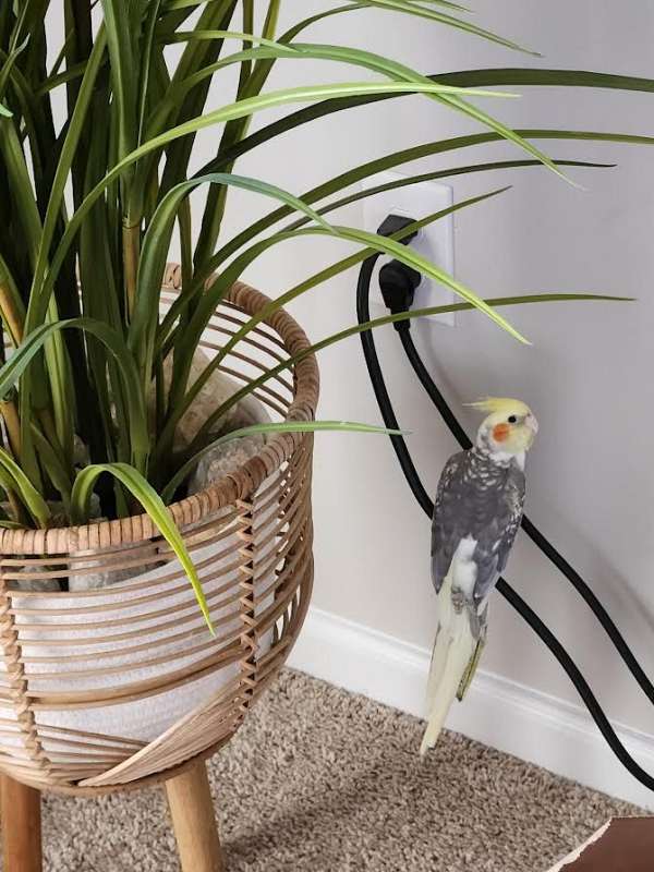 playful-bird-for-sale-in-raleigh-nc
