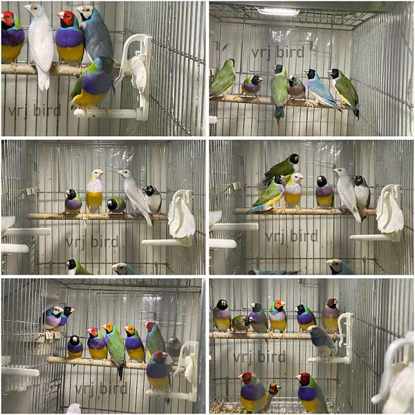finch-lady-gouldian-finch-for-sale-in-new-york